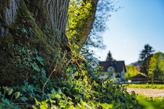 Close up of mossy tree trunk with spring vegetation and blurred farmhouse in the background in sunny Allgaeu landscape