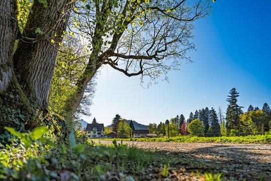 Rural landscape in Bavaria with a large tree trunk, gravel path and traditional farmhouse under a clear blue sky