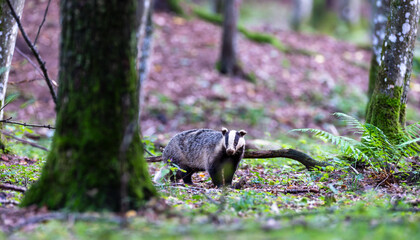 European badger standing in Bialowieza Forest looking straight © Aleksander Bolbot