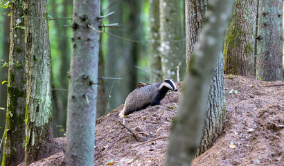 European badger standing on mound in Bialowieza Forest © Aleksander Bolbot