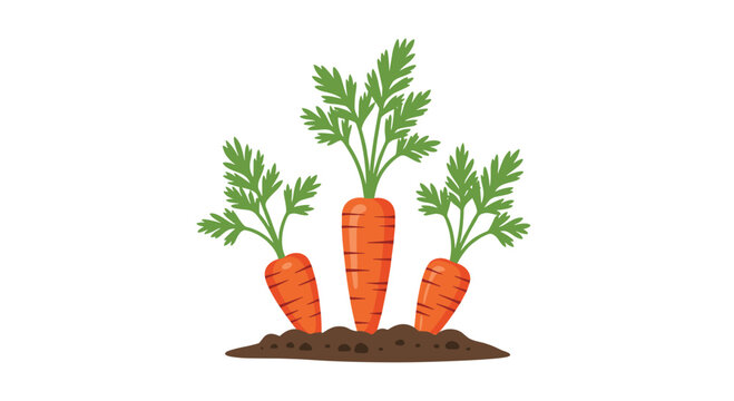 Three fresh orange carrots growing in a patch of dark brown soil with leafy green tops against a clean white background for farming.