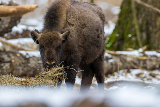 European bison wisent eating hay in Bialowieza Forest