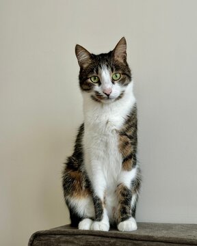  cat, domestic cat, tabby cat, white cat, green eyes, feline, pet, animal