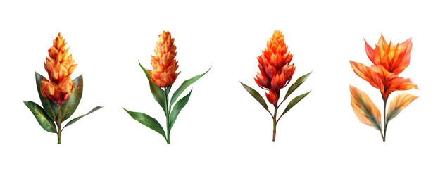 Set of four vibrant orange tropical flowers with green leaves isolated on transparent background