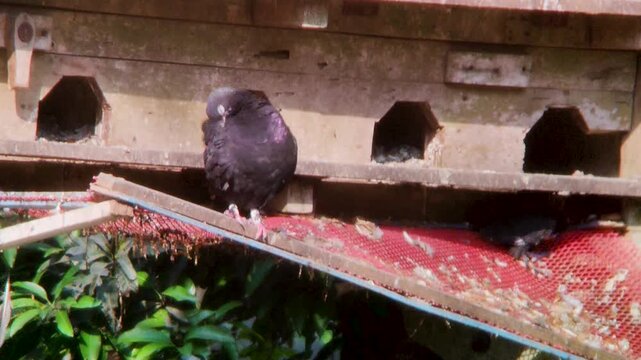 Dark bird perched on ledge near nest hole in wall within rustic building environment
