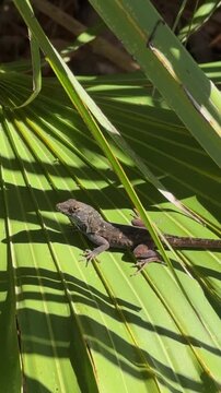 Anole Lizard on Palmetto Leaf Florida