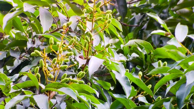Baby lychee fruits growing on tree branch with green leaves in tropical orchard natural daylight