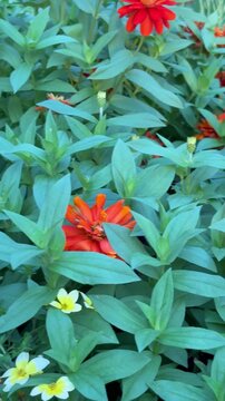 Panning shot from orange marigolds to winter cosmos