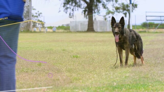 Person walking from left toward Shepherd dog to reach dog, leash slack, dog panting, overlay lines