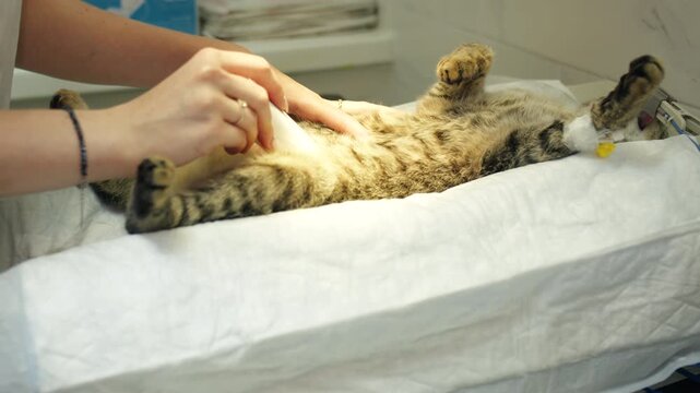 Hands of female vet shave with clipper and wipe tabby cat for sterile procedure. Sedated cat under anesthesia on table being prepped. Veterinary assistant carefully sterilizes cat before surgery