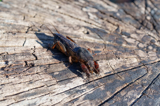 Close up of a mole cricket insect resting on a dry cracked wooden tree stump.