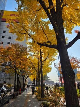 autumn in the streets of Seoul 