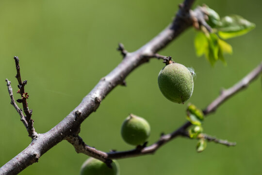 Abricots encore verts sur la ranche d'un abricotier