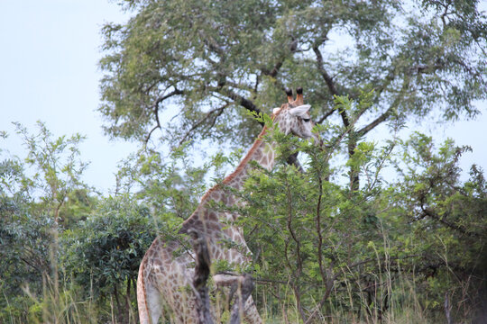 Giraffe standing under green trees in African savanna. Wild animal head and neck detail in natural habitat perfect for wildlife safari documentaries and nature travel brochures