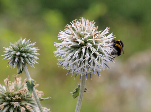 Great globe-thistle (Echinops sphaerocephalus) blooms in nature
