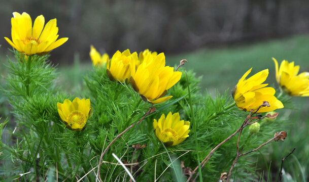 Spring pheasant's eye (Adonis vernalis) grows in the wild