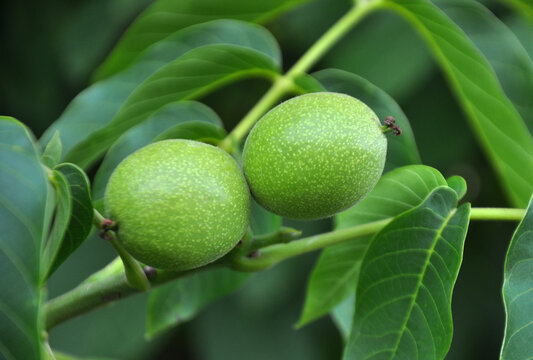 A green, unripe, soft skin walnut with part of a tree branch