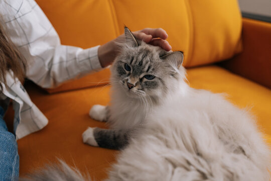 Close-up of child girl hand stroking fluffy cat with blue eyes. Adorable longhair pet relaxes on vibrant orange couch. Cozy domestic scene showing companionship, care, love for animal companion.