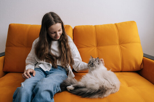 Adorable young girl gently petting fluffy Siberian cat on bright yellow sofa, sharing calm moment of bonding, comfort and cozy companionship at home.