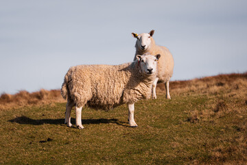 Fototapeta premium sheeps in a field in the wildness of Isle of Skye in Scotland
