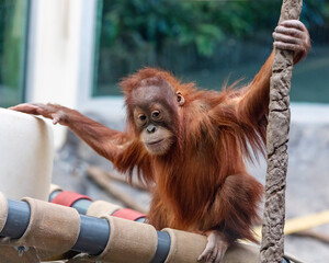 Fototapeta premium Sumatran orangutan baby Forest plays at the St. Louis Zoo