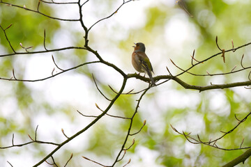 Fototapeta premium a chaffinch in a tree surrounded by delicate twigs, white-green bokeh, a trilling songbird, a twittering chaffinch on a thin branch surrounded by beautiful light and bokeh, Fringilla coelebs