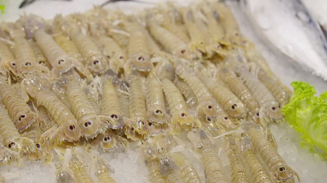 Fresh mantis shrimp displayed on ice at Mediterranean seafood market. Fresh seafood trade.