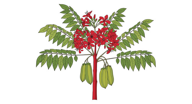 Tropical bilimbi fruit tree illustration showcasing red flower clusters and green hanging fruits isolated on white background.