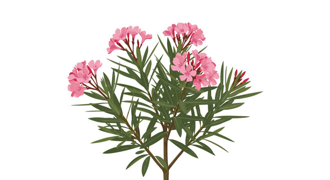 Oleander bush illustration with multiple clusters of pink flowers and narrow green leaves against a white background.