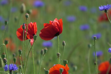 Fototapeta premium Klatschmohn und Kornblumen