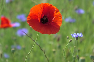 Fototapeta premium Klatschmohn und Kornblumen