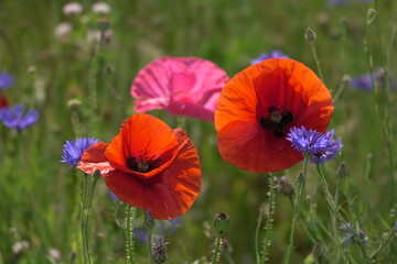 Fototapeta premium Klatschmohn und Kornblumen