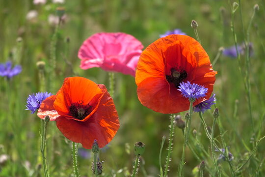 Klatschmohn und Kornblumen