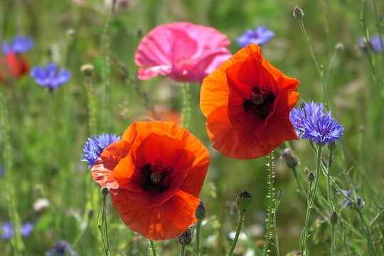 Klatschmohn und Kornblumen