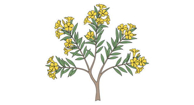 Oleander bush illustration with vibrant yellow trumpet flowers and long green leaves on a white background.