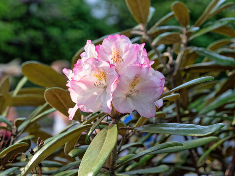 Rhododendron arboreum,flower in spring