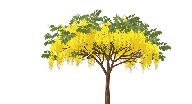 Cassia fistula tree featuring vibrant yellow hanging blooms and lush green foliage on a minimalist white backdrop.
