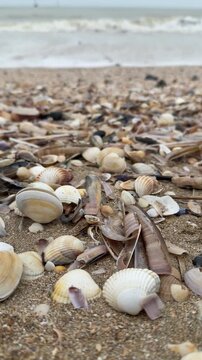 Discovering shells on Omaha Beach during a cloudy day by the sea
