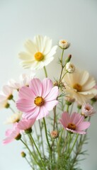 Fototapeta premium Soft pink and white cosmos flowers bloom on thin green stems against a light background. Delicate petals and fuzzy centers create a gentle, airy composition, perfect for spring or summer themes.