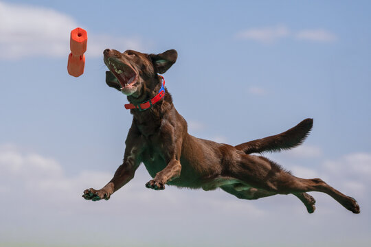 Chocolate Labrador retriever about to catch an orange toy in the air