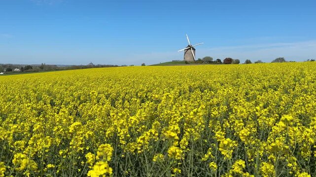 Explore the fields of Normandy with a windmill and bright yellow flowers on a sunny day
