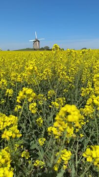 Bright yellow fields of flowers with windmill in Normandy during a clear sunny day