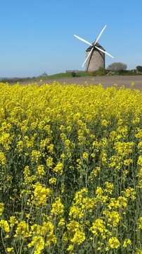 Wheat fields and windmill in Normandy show bright colors under clear blue sky