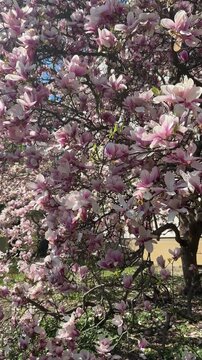 Magnolia flowers bloom in springtime around a home in the Czech Republic