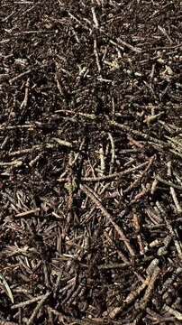 Sticks piled on the ground in the Czech Republic during a sunny afternoon in late summer