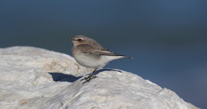Northern Wheatear (Oenanthe oenanthe) perched on Adriatic rocks during a windy day.