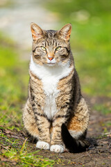 Obraz premium Grey striped cat posing in pine summer forest