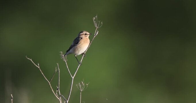 Whinchat (Saxicola rubetra) perched on a dry plant branch.