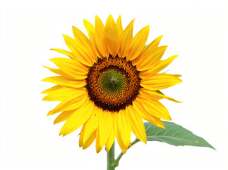 Obraz premium A bright yellow sunflower with green leaves growing in front of a pure white background, great for gardening or nature-themed designs