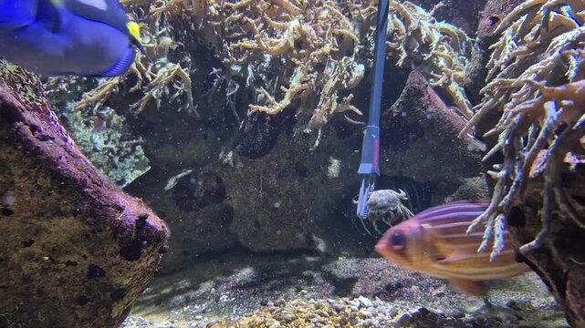 Vibrant Marine Environment With Swimming Fish. Colorful Aquatic Ecosystem Featuring Various Marine Creatures And Habitats